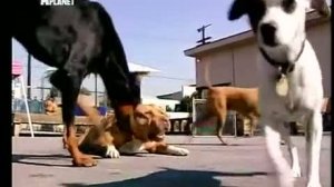 Переводчик с собачьего с Цезарем Миланом