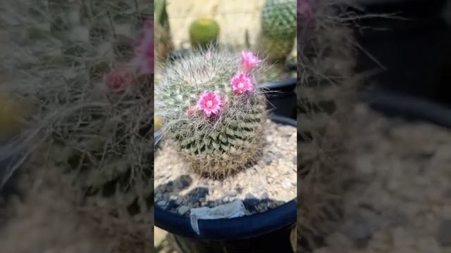 Mammillaria polythele || 2 Beautiful flowering cactus. #shorts #cactus #short #shortvideo смотреть онлайн
