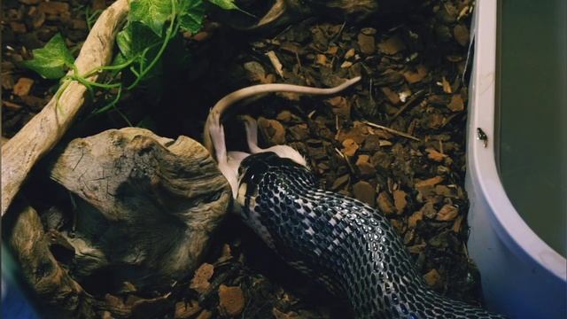 2.4M+ 괴물 코브라에게 렛 특대쯤은 우습다 (Naja Melanoleuca -Forest Cobra- Feeding)