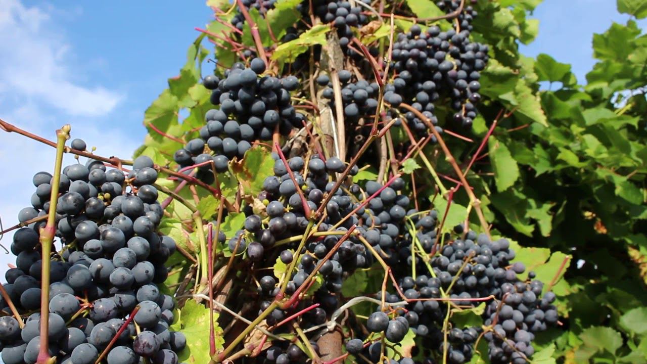 Виноград Агат Донской смотреть онлайн