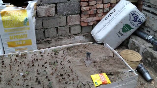 осенняя пересадка черенков клематисов по стаканчикам смотреть онлайн