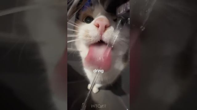 Смешные животные смотреть онлайн