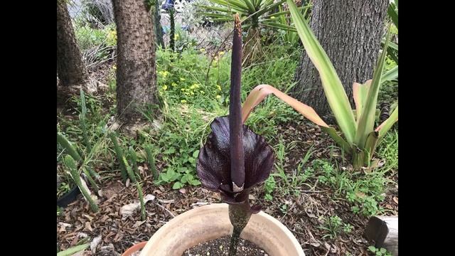 Todd's Voodoo Lily - Amorphophallus konjac - Summer 2018 смотреть онлайн