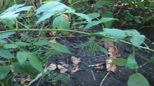 Виноград " русский ранний " в Харькове.