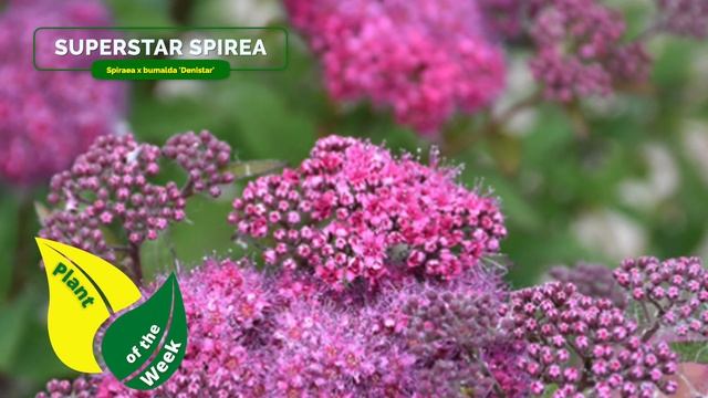 SUPERSTAR SPIREA | Spiraea X Bumalda 'Denistar'