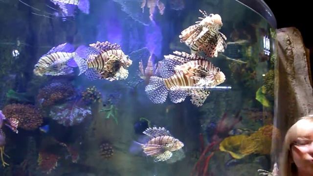 Dubai: Аквариум смотреть онлайн