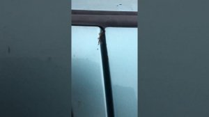 Регулировка провисшой двери Гольф 3