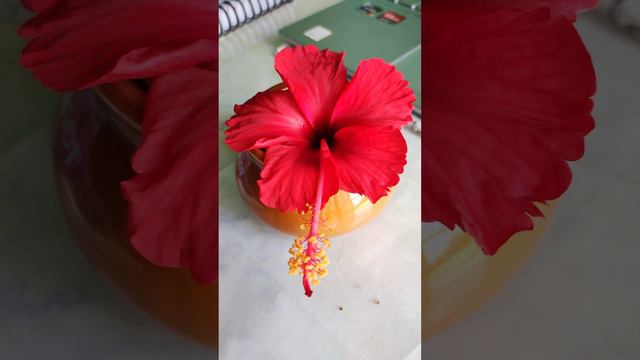 Hibiscus Blooming. Not Confuse With #cherry Blossom. #hibiscus Bloom