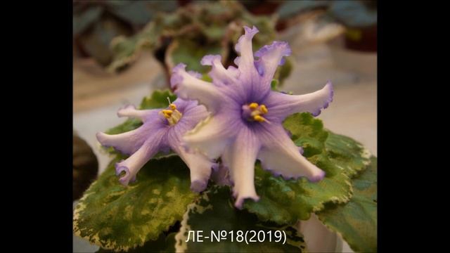 Новинки фіалок від Олени Лебецької (ЛЕ 2019) смотреть онлайн