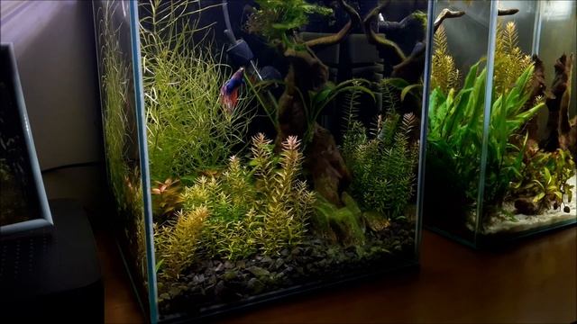 (173) Akwaria 30l - powolna rehabilitacja смотреть онлайн