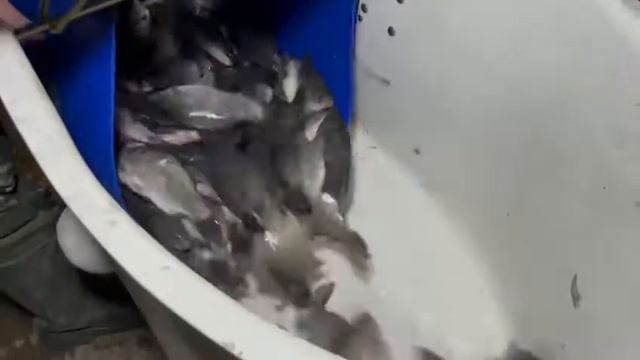 28 октября в 20:00 в Нижний пруд было запущено 530кг Карася (100-400гр) смотреть онлайн