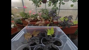 ИПОМЕЯ БАТАТ.ЗИМНЕЕ СОХРАНЕНИЕ И РАЗМНОЖЕНИЕ. ПОДРОБНОЕ ВИДЕО О ЧЕРЕНКОВАНИИ И УКОРЕНЕНИИ ИПОМЕИ.