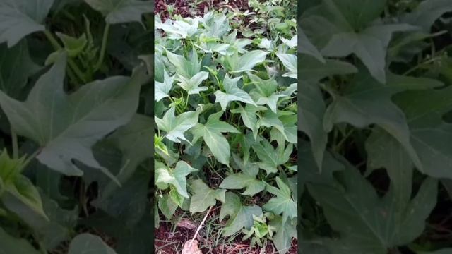 Батат как вырастить смотреть онлайн