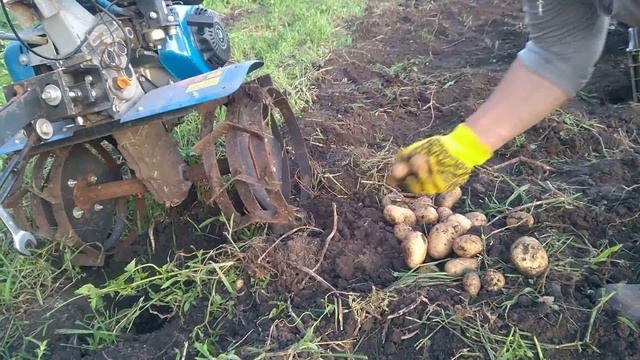 Копание картофеля 2021. мотоблок Кентавр МБ40-3 и веерная копалка смотреть онлайн