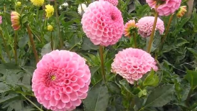 Георгины 2020.Шары часть 8