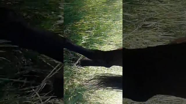 лошадь не пьёт воды смотреть онлайн