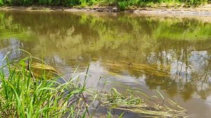 Лес да река. Ирина Круг.