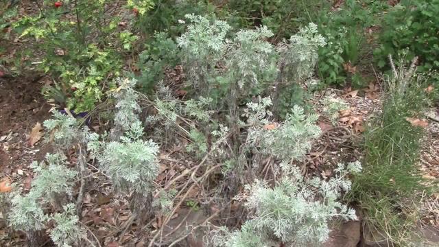 How To Prune Artemisia 