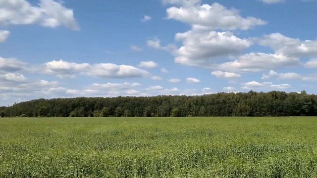 Русское Поле. Владимир Ивашов смотреть онлайн