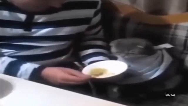 кот некит ест гороховый суп