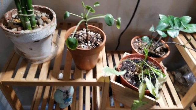 Winter Grow Light Set up | Sansi Grow Light Review | Discount Code смотреть онлайн