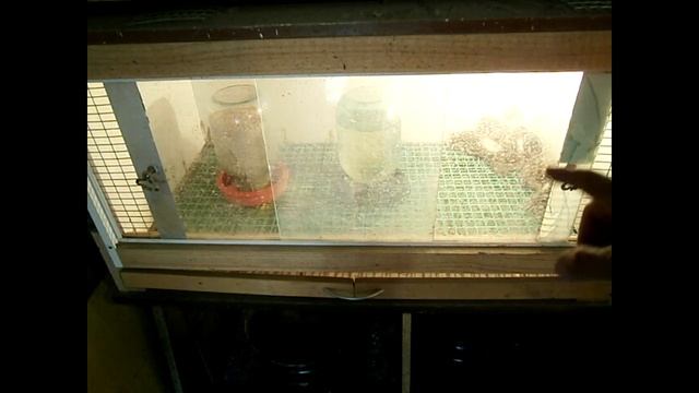 Бройлеры в домашних условиях с нуля. Советы смотреть онлайн