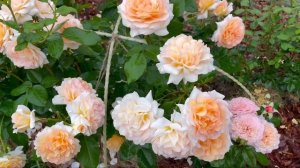 Роза Cocarde на второй год