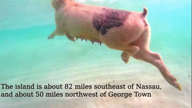 Pig Beach, Big Major Cay, the Bahamas смотреть онлайн