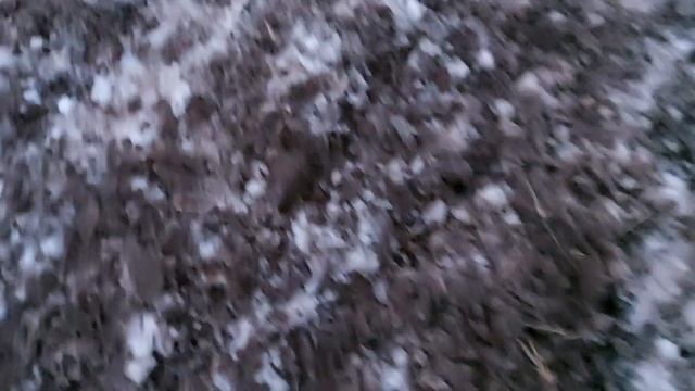 январский сев Яровой пшеницы. 31января 2022.