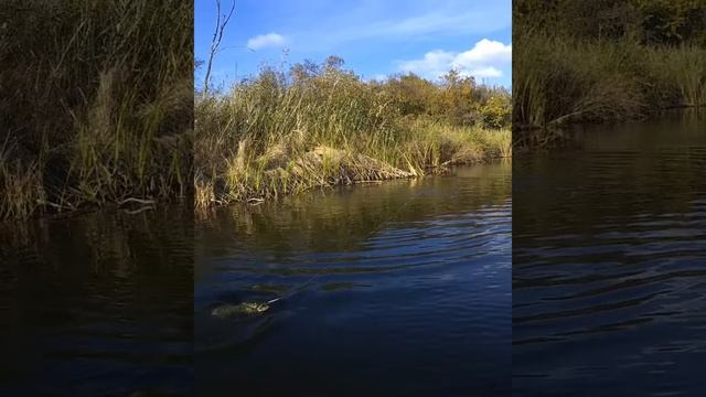 Только забросил и схватила.   Ловля Щуки на спиннинг.