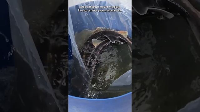 Осётр Русский - символ благородства и царственности. Осетровые рыбы для пруда #shorts смотреть онлайн