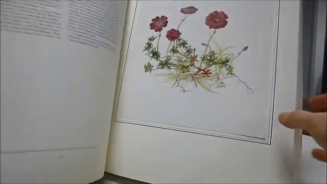 AN IRISH FLORILEGIUM: 48 Watercolour Paintings смотреть онлайн