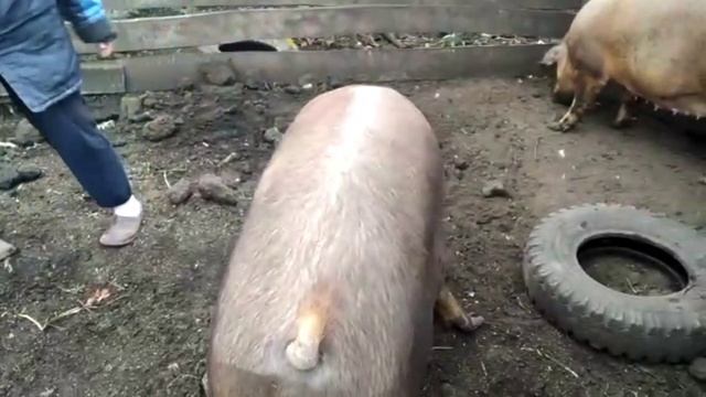 У наших свинок Дюрок. Последние недели до родов. Женская консультация. Чистим и любим) смотреть онлайн