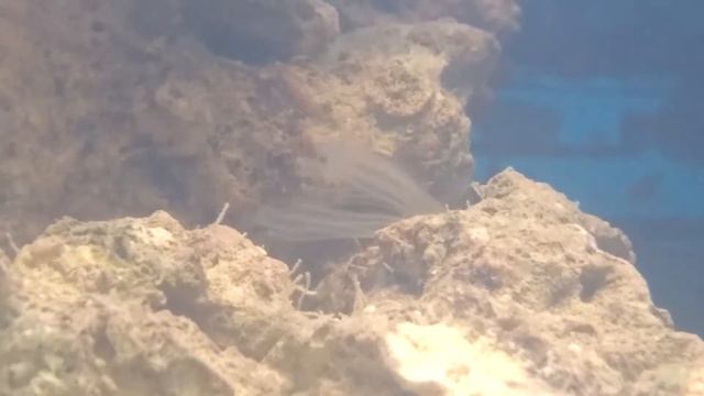 Мой морской аквариум 60 литров смотреть онлайн