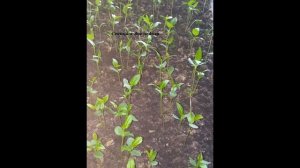 Яблоня.Часть 1. Выращиваем семенной подвой.