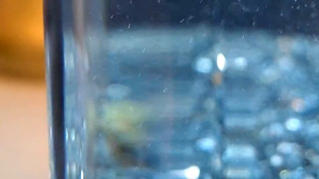 Triops Cancriformis (ENDANGERED in The UK) смотреть онлайн