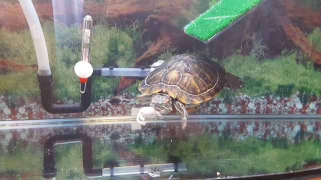 Красноухая красавица и мышь смотреть онлайн