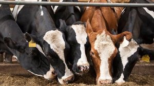 Кормление высокопродуктивных коров в стойловый период | Отел Коров | Откорм быков | Скотоводство