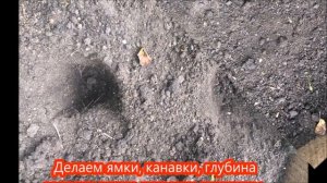 Посадка декоративного лука. Сентябрь - лучшее время для посадки луковичных.