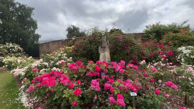 🌹 David Austin's Gabriel Oak Rose // AUScrowd // English Shrub