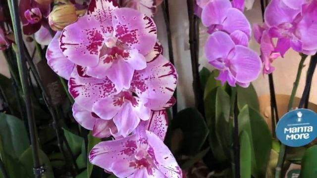 ?Продажа орхидей 31.08.2020 Лиодоро, Меджик Арт, Дикая орхидея, Table Masterpiece, Summer Song смотреть онлайн