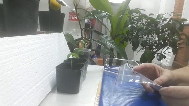 Семена маракуйи прислали почтой смотреть онлайн