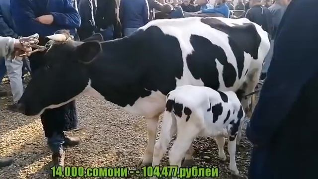 МОЛБОЗОРИ ДУШАНБЕ НАРХИ ГОВИ ШИРТЕ ГУСАЛАДОР БЕХТАРИН ГОВХО НАВ 2021 смотреть онлайн