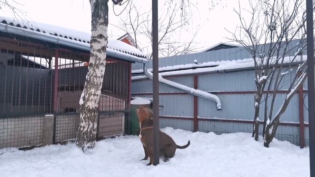 Весёлый балбес ? смотреть онлайн