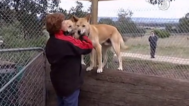 Собаки динго помогут австралийцам справиться с лисами смотреть онлайн