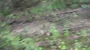 Место охраняет леший и кружит меня по лесу.