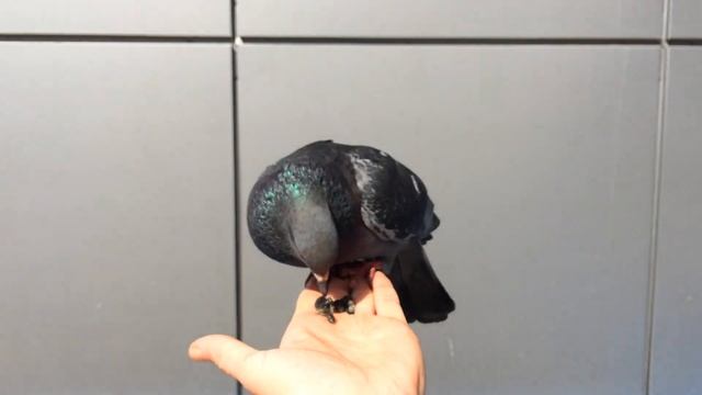 Голубь какой наглый! / يا لها من حمامة صفيق! смотреть онлайн