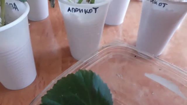 100% результат укоринения, бегонии Элатиор в агроперлите. смотреть онлайн