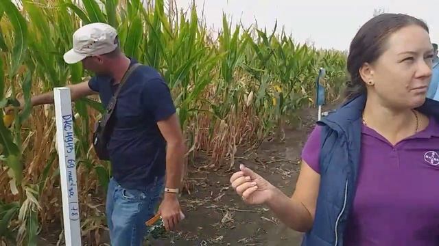 Кукурудза...густина .строки посіву.глибина...наглядно? смотреть онлайн