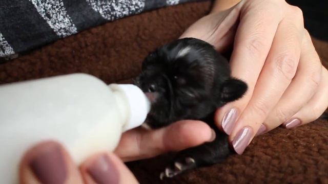 Black Chihuahua / Bottle Feeding Runt смотреть онлайн